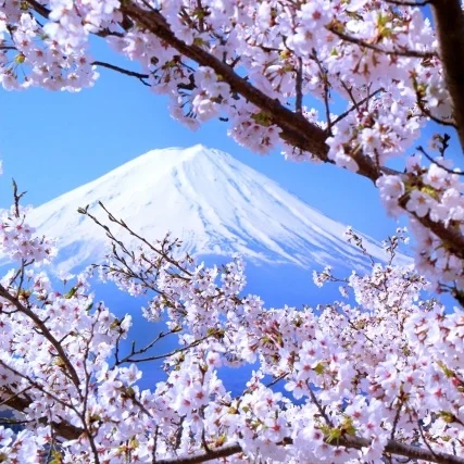 cherry+blossoms+japan+fuji.jpg