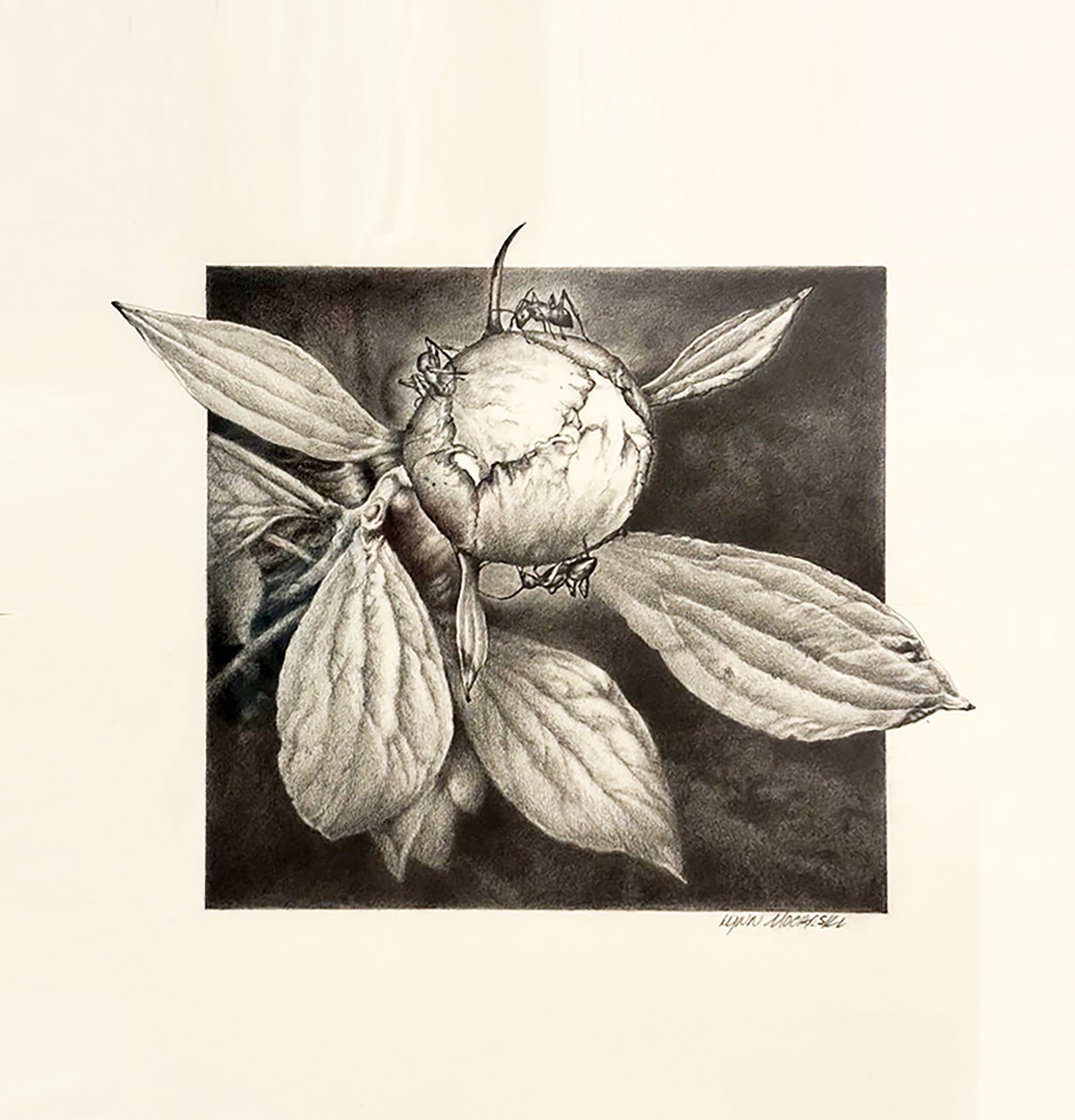 ANTS ON PEONY (SOLD)