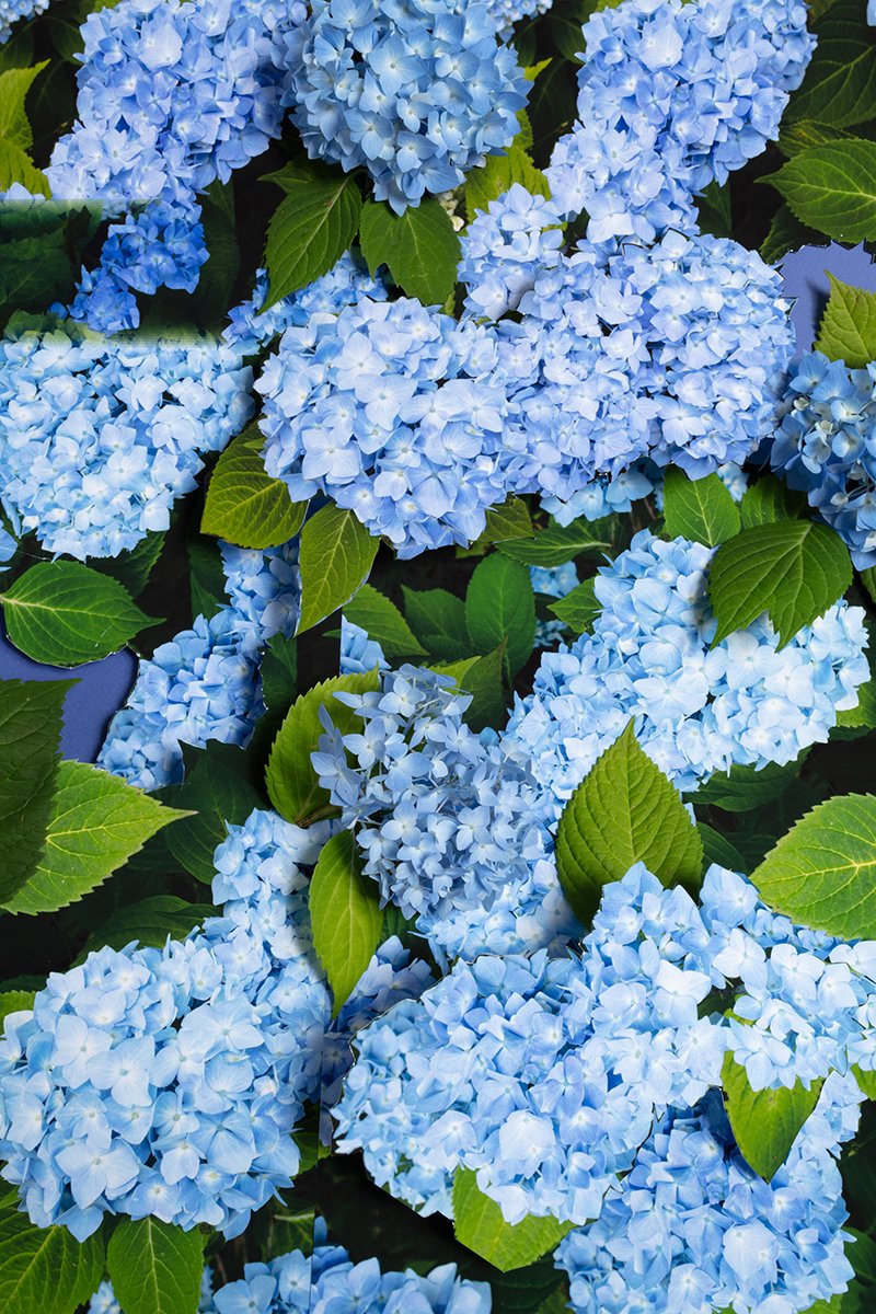 20220705-hydrangeas-001-26.jpg