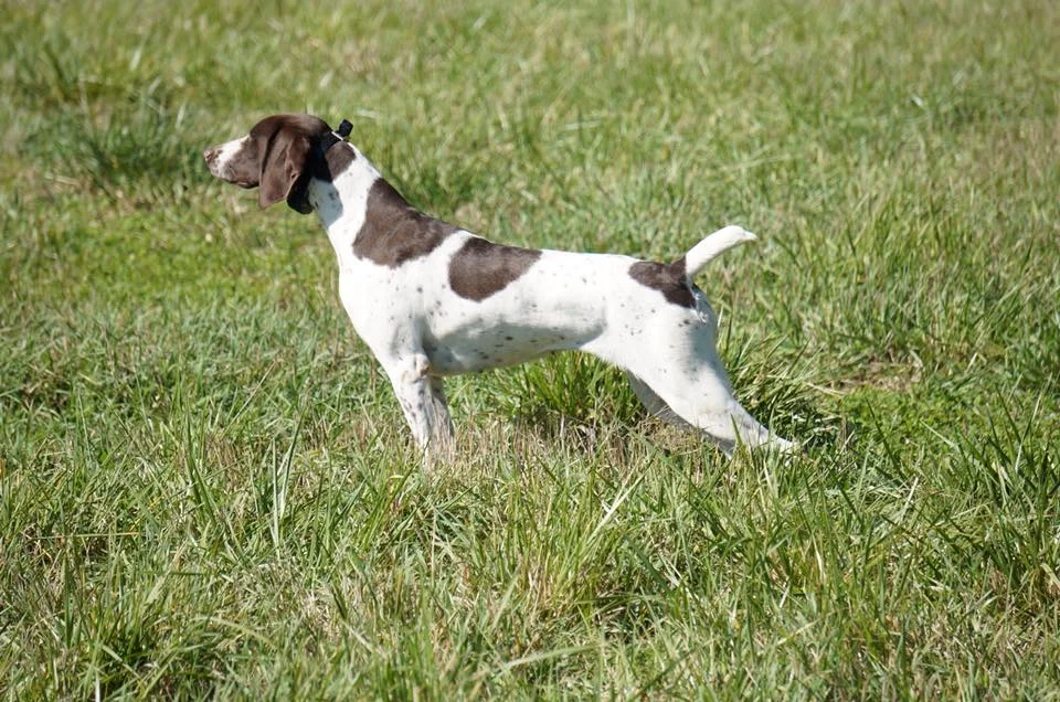 mamadogphoto.jpg
