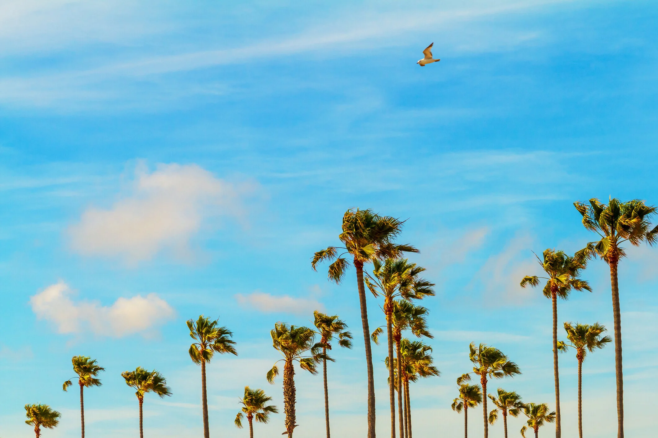 6 San Diego Therapists on How to Survive the COVID-19 Lock Down