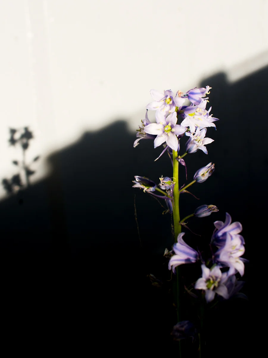 Flower with shadow flower