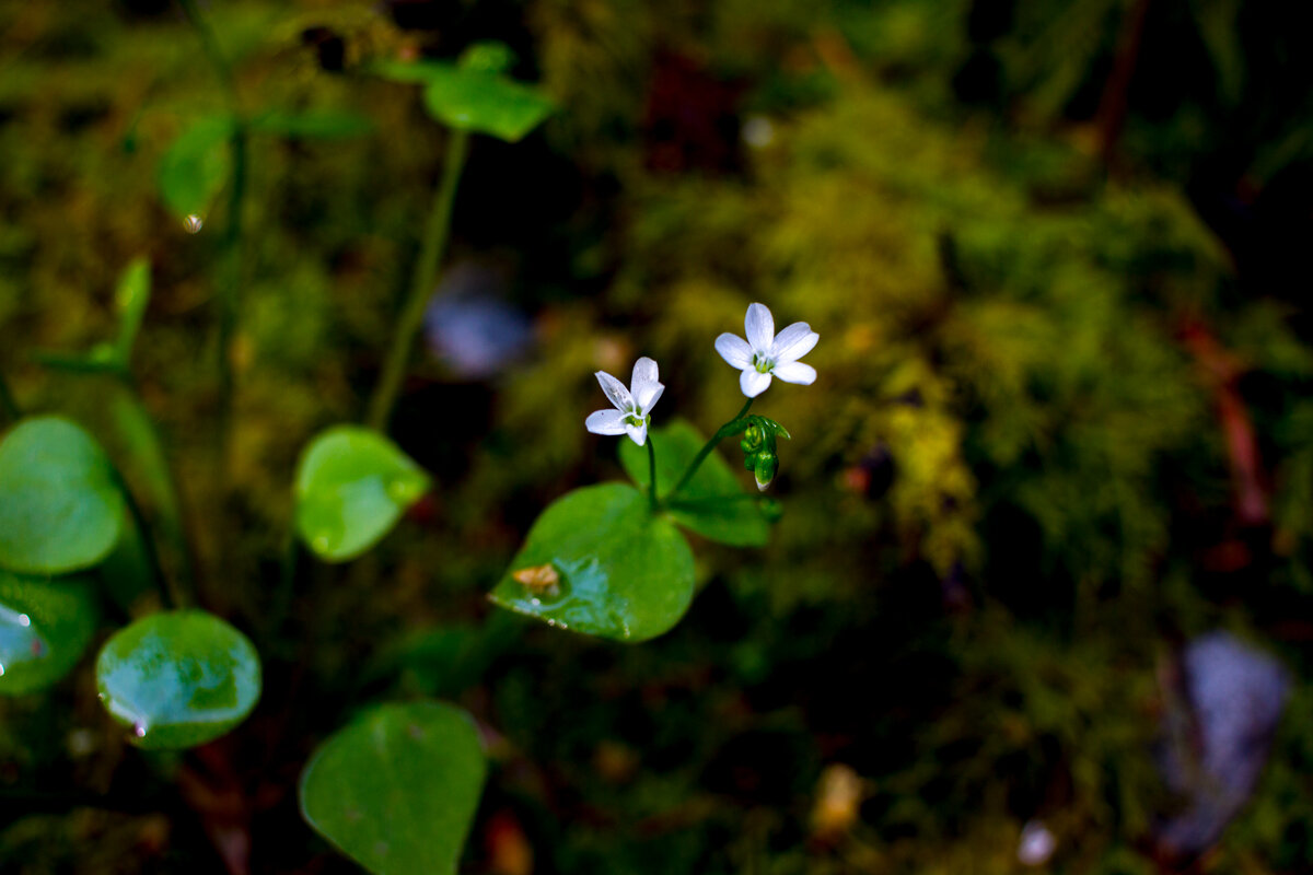 small flower
