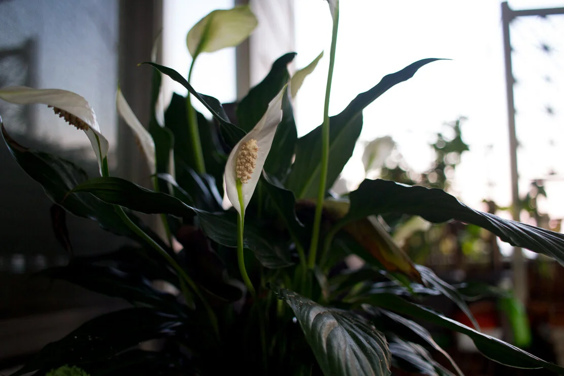 Peace Lily