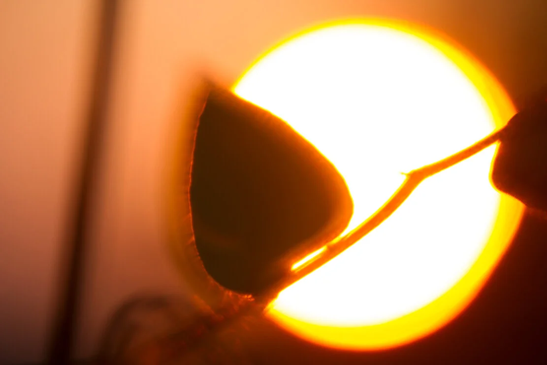 Rising sun in smoke sky 9-9-2020 Alexander K Harris photography raw image