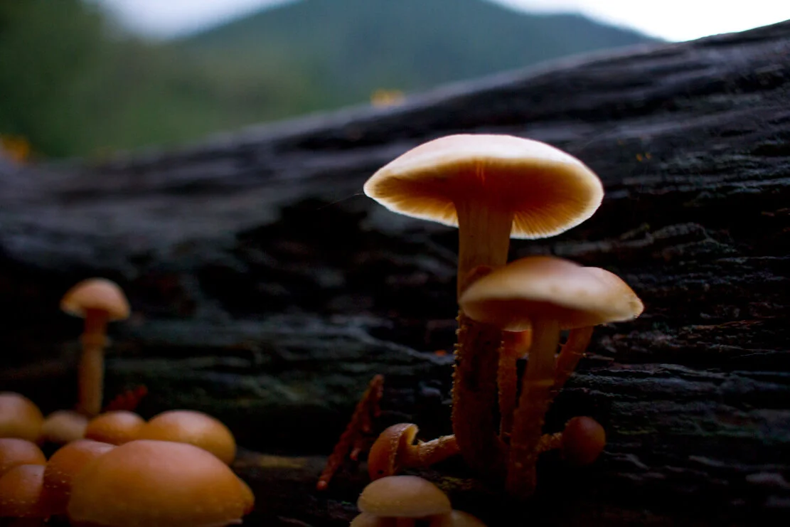 mushrooms pnw  Photography by Alexander K Harris