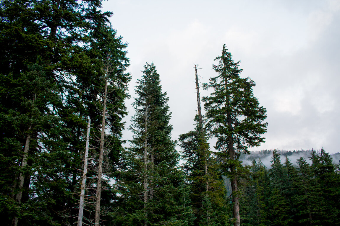 trees sky Photography by Alexander K Harris