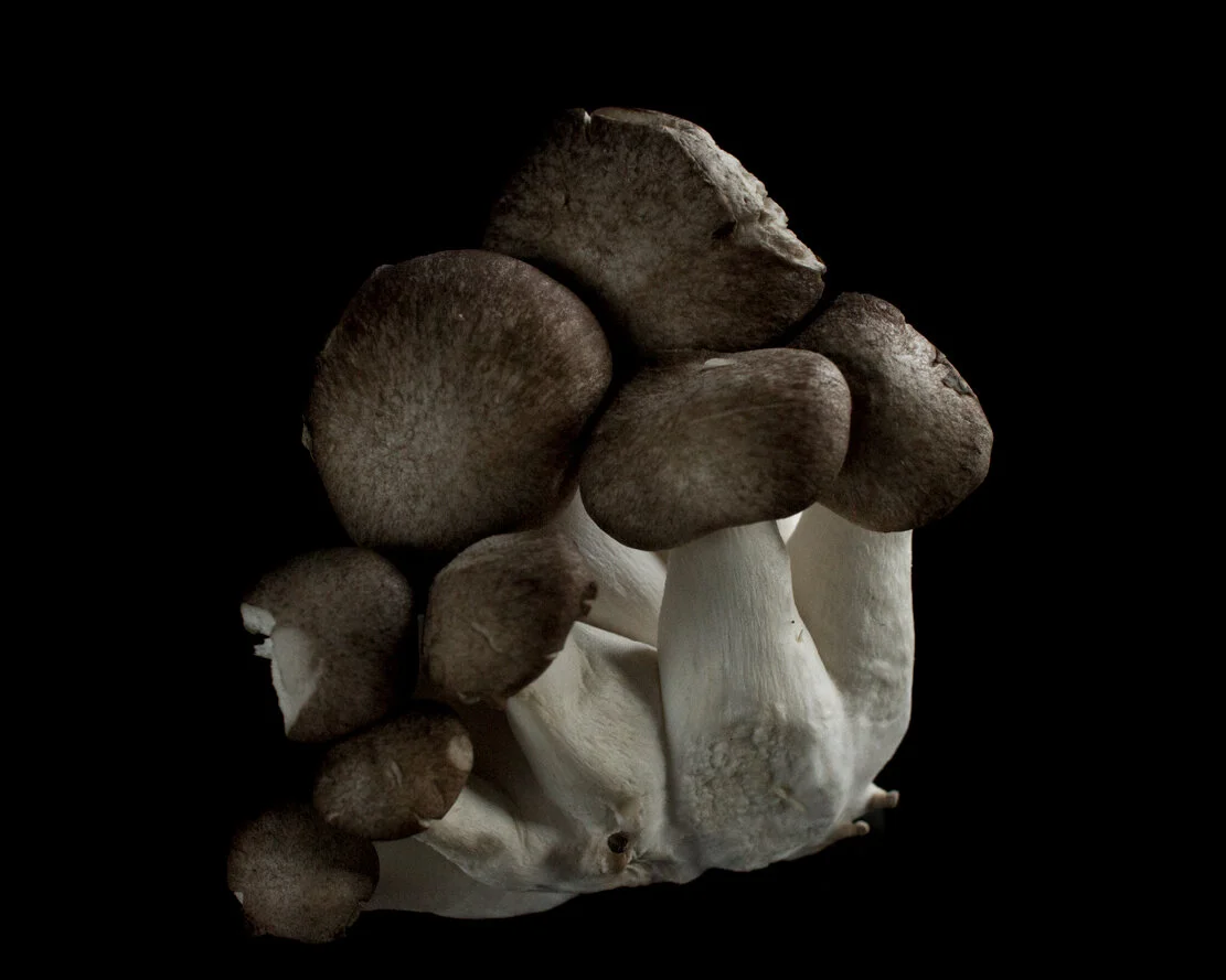 Mushrooms From Udistric farmer's market 2-27-2021 Photography by Alexander K Harris