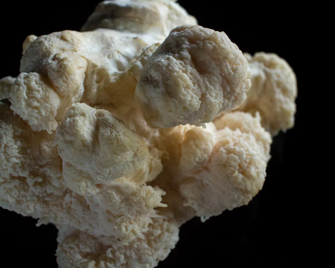 Lion's Mane Mushroom 2-27-2021 Photography by Alexander K Harris