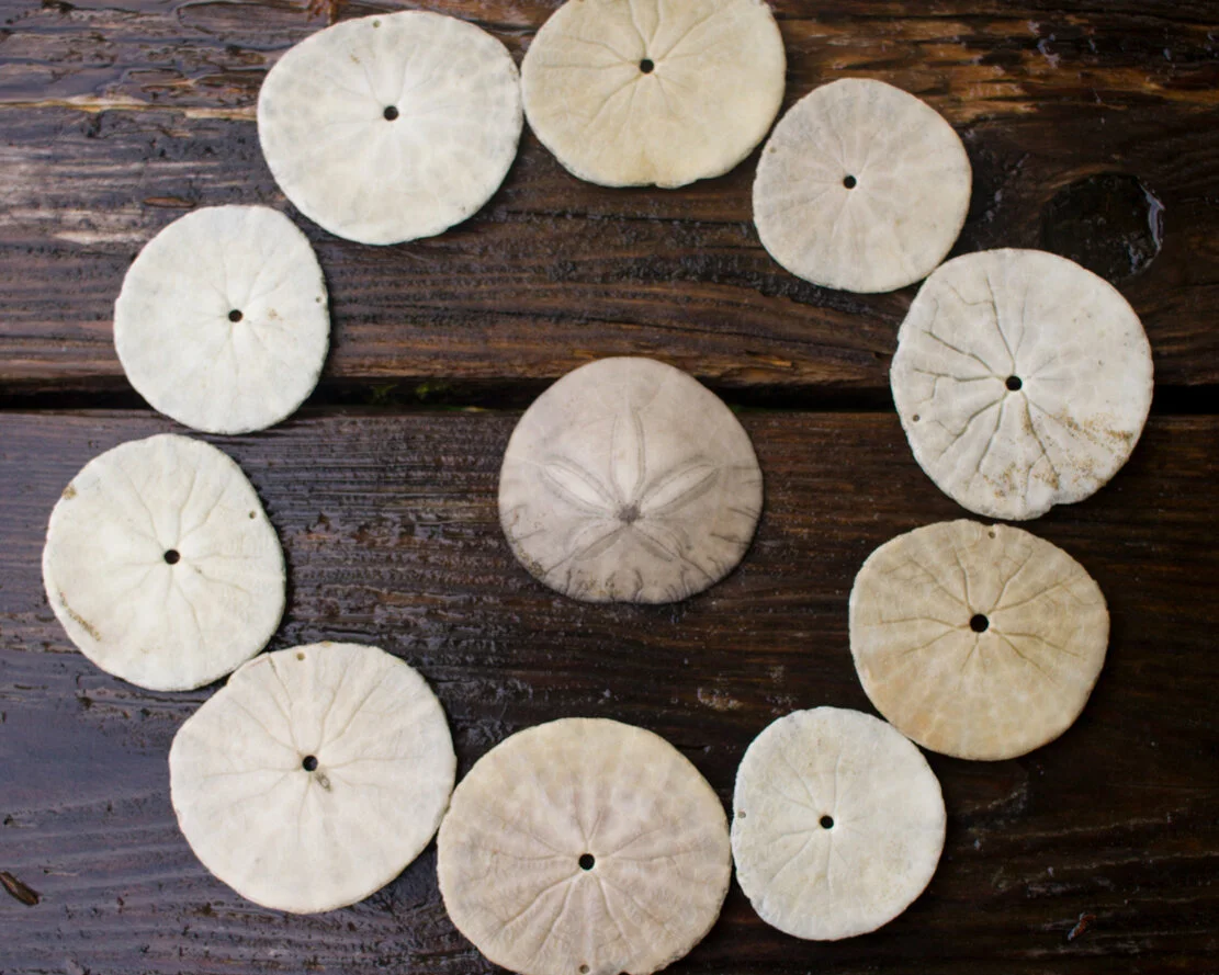 sand dollars OR 2021