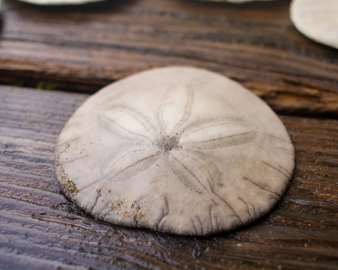 sand dollars 2 OR 2021