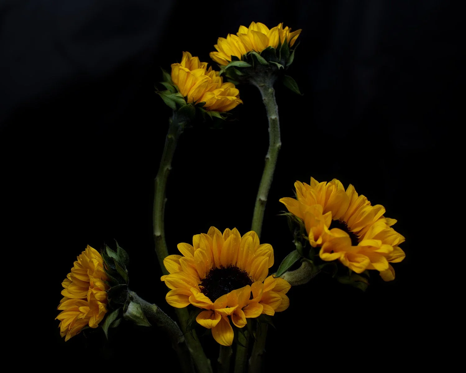 Sunflower study alexander k harris photography 2023 1 of 3