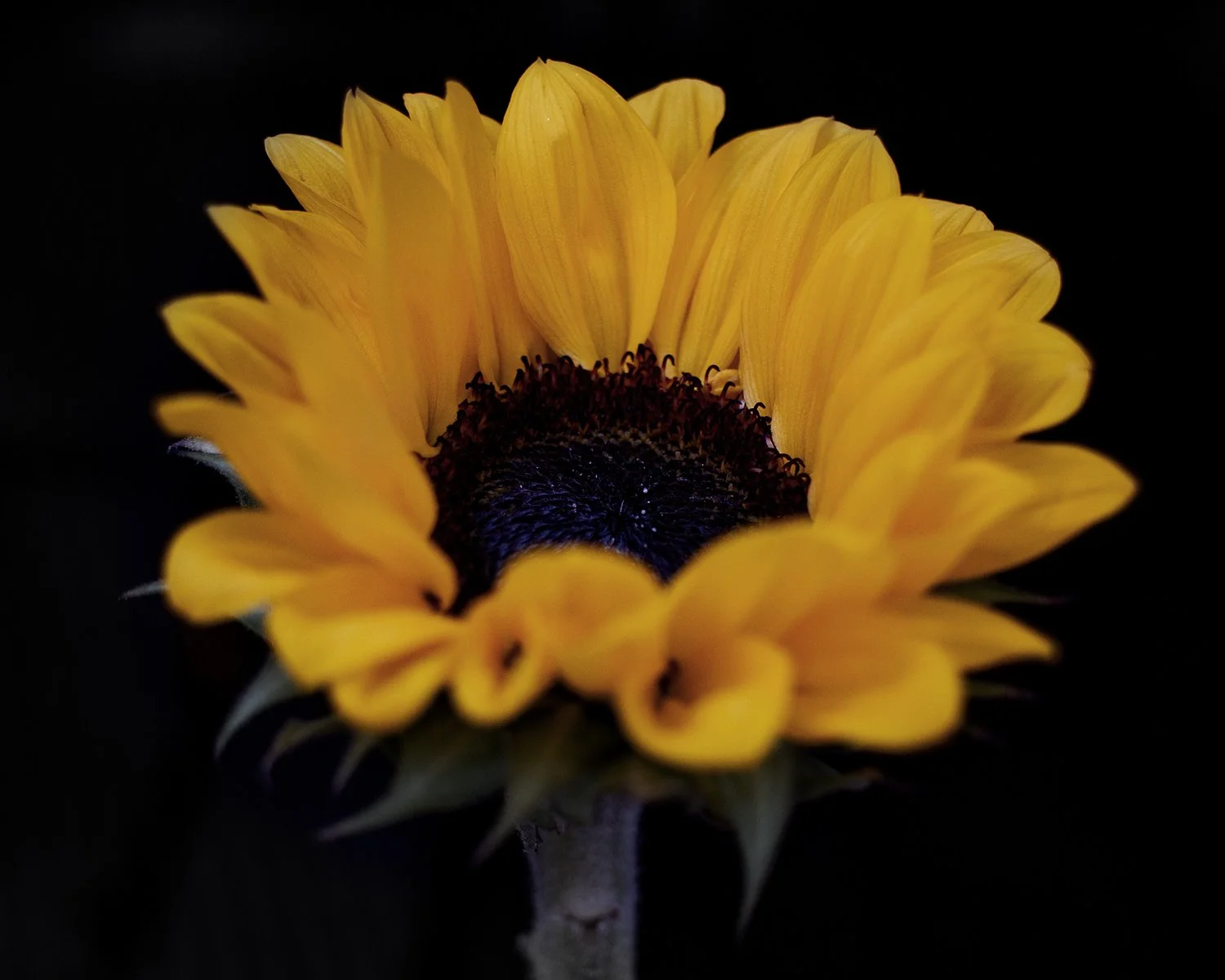 Sunflower study alexander k harris photography 2023 2 of 3