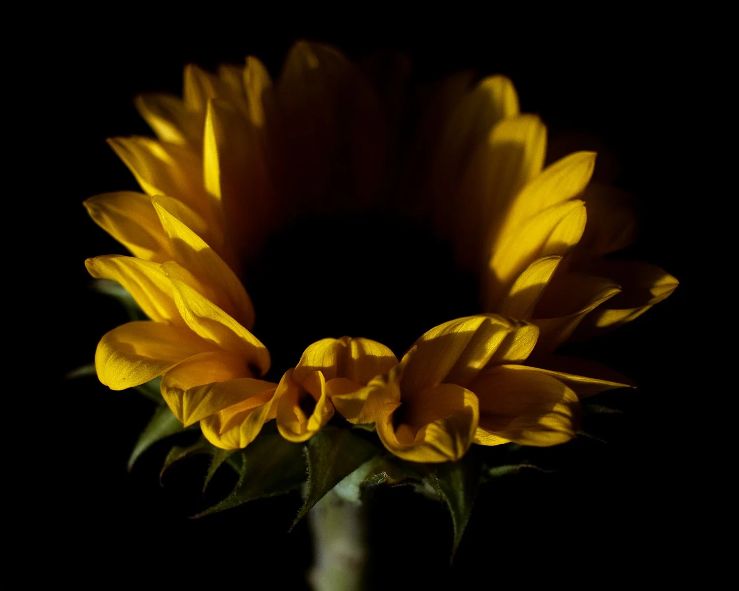 Sunflower study alexander k harris photography 2023 3 of 3