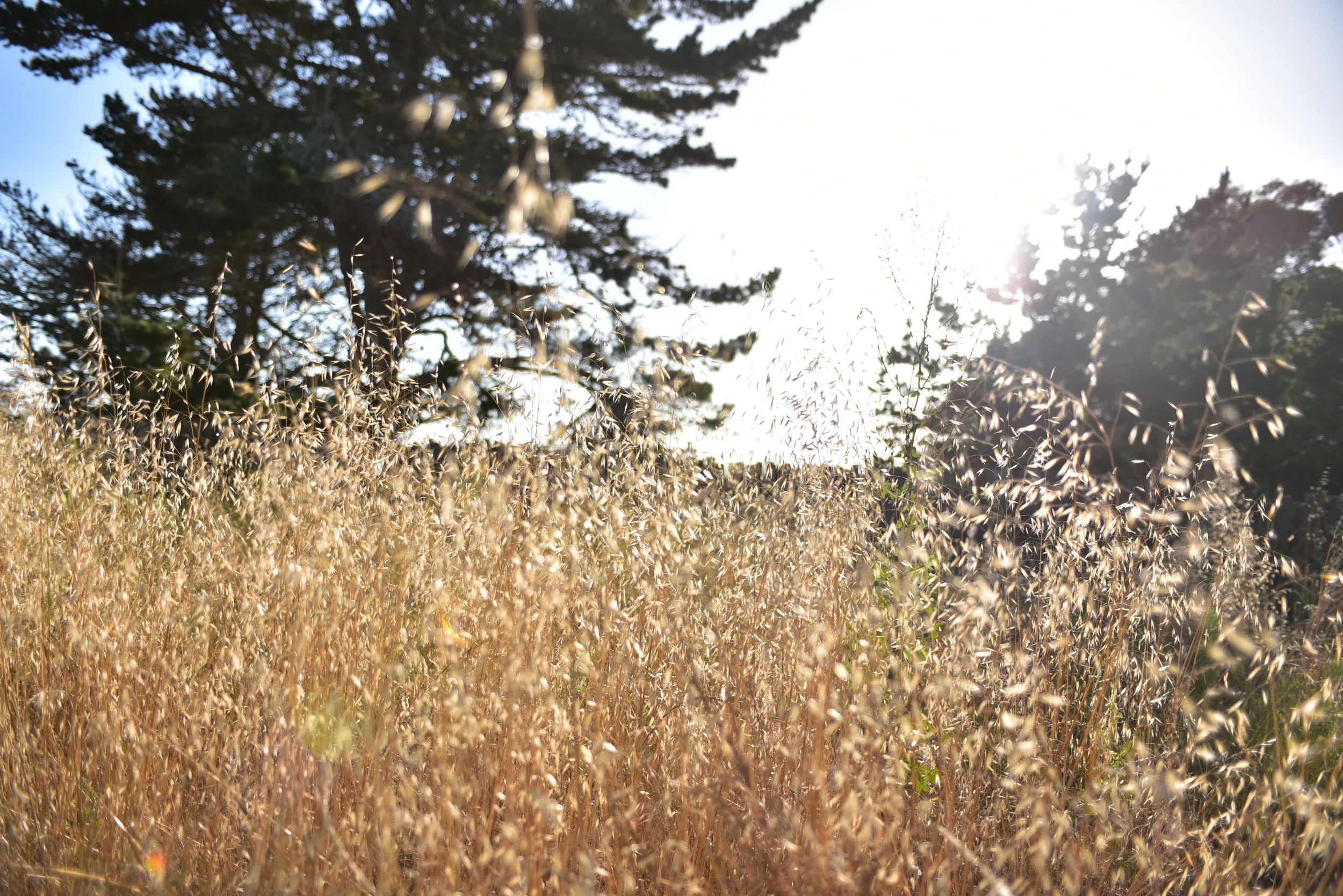 Golden Grass.JPG