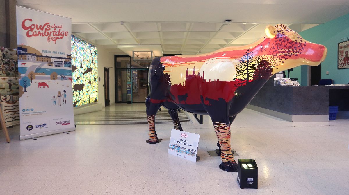 Launch of Cows about Cambridge