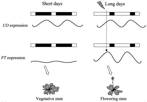 circadian+flower+diagram.png