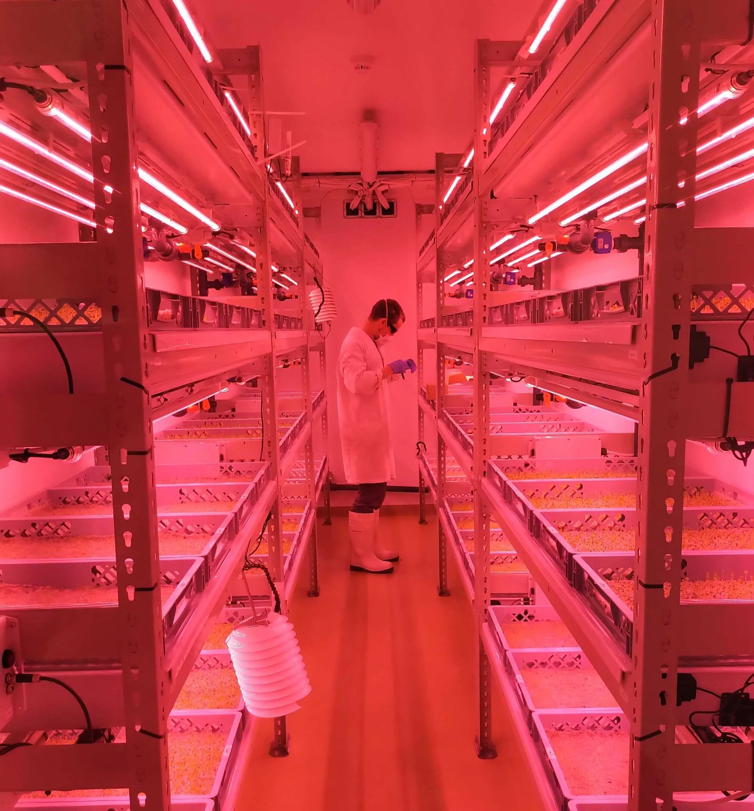 PhD opportunity: genetic improvement of amaranths