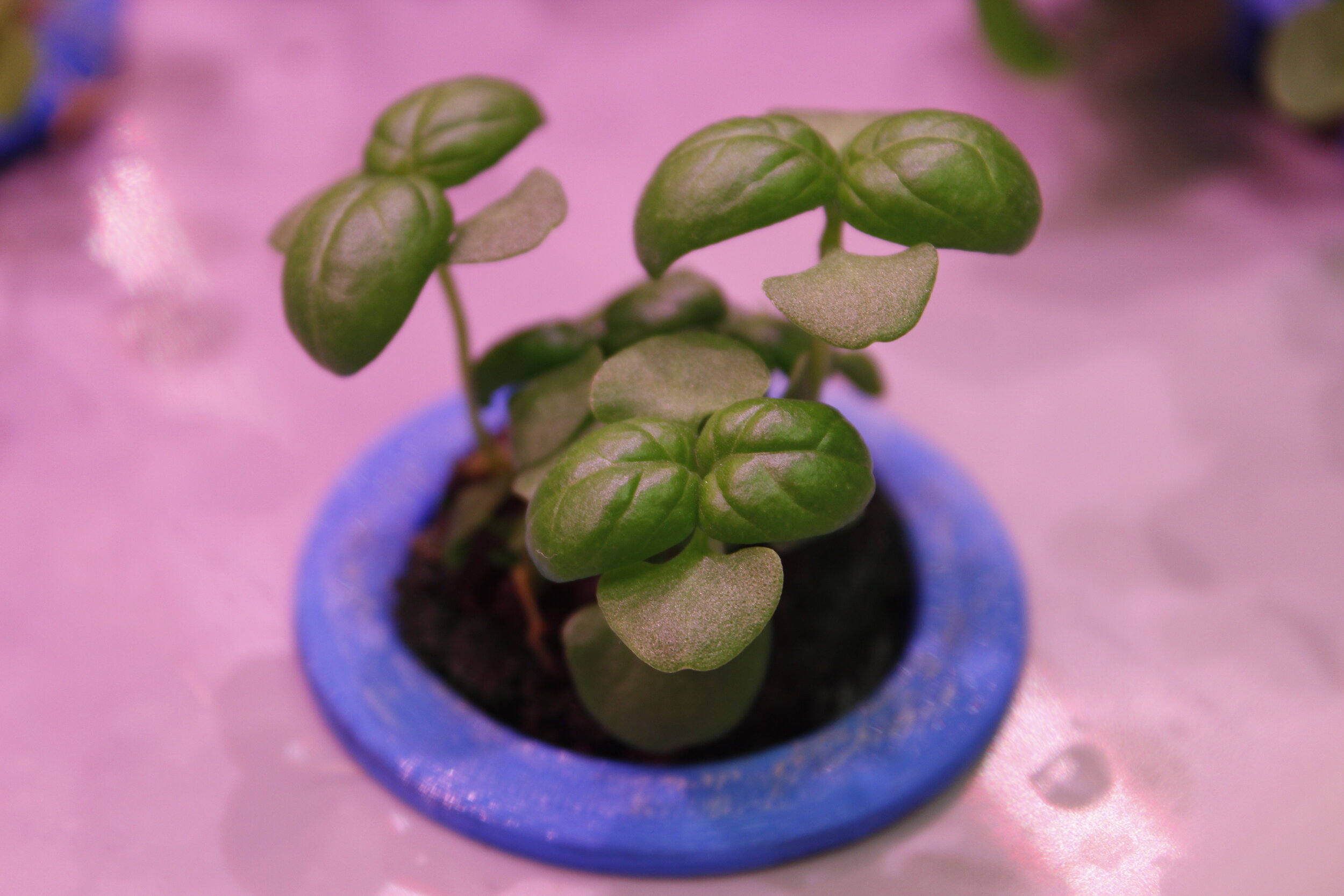 Developing and improving productivity in vertical farms
