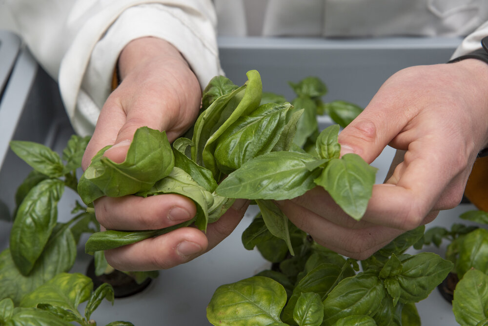 Aeroponic herbs