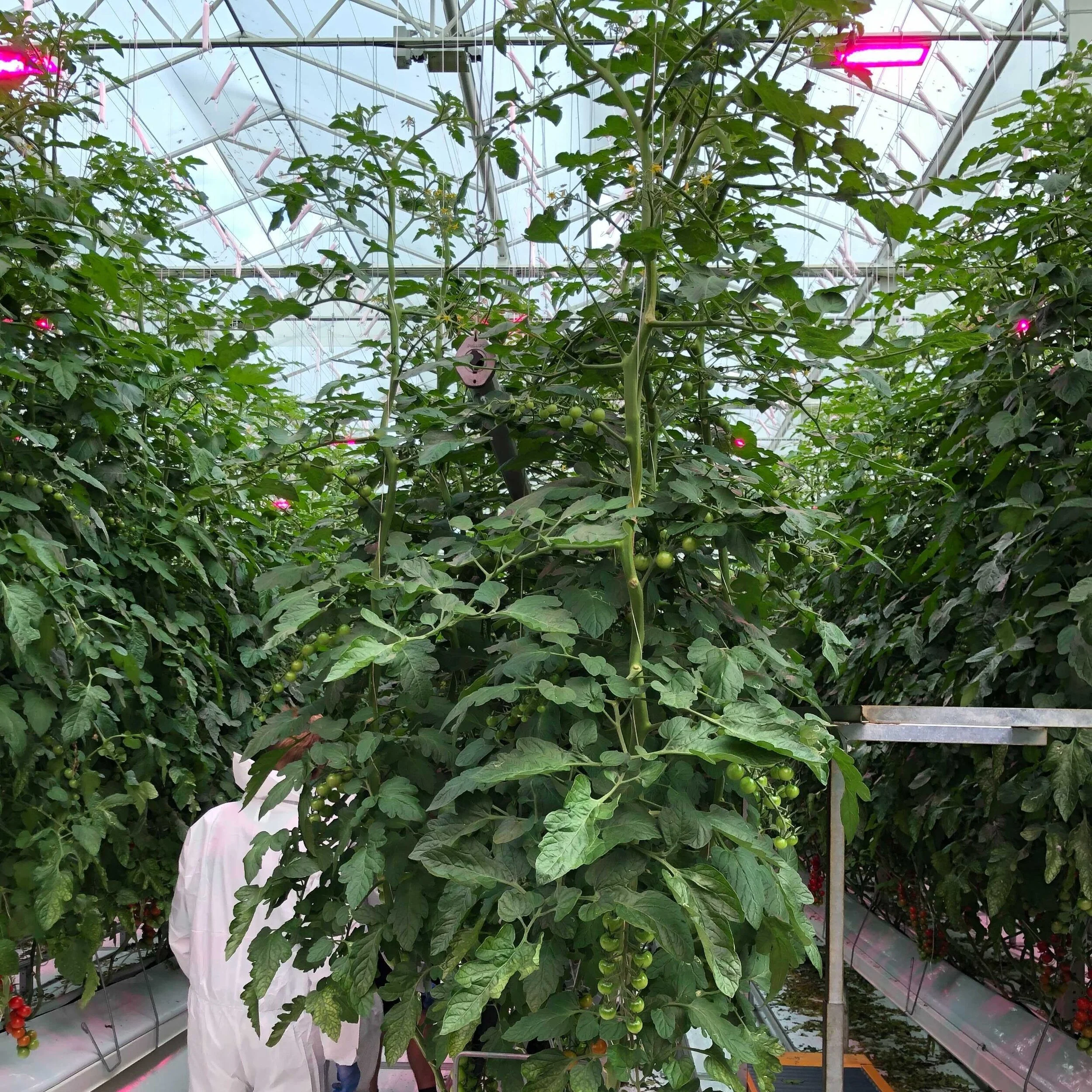 La Serra & LettUs Grow partner in aeroponic tomato propagation trials
