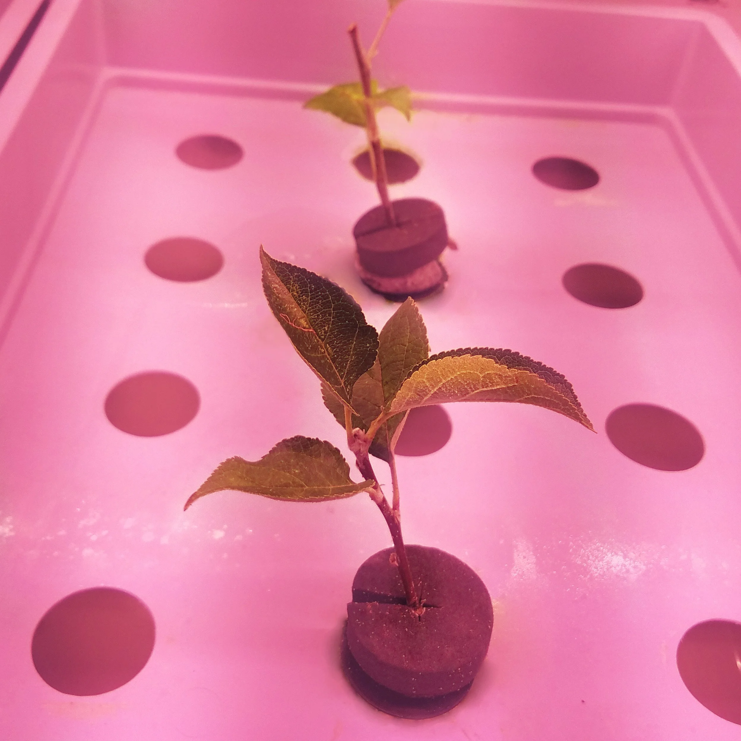 LettUs Grow & Bardsley England partner to propagate apple tree whips with aeroponics