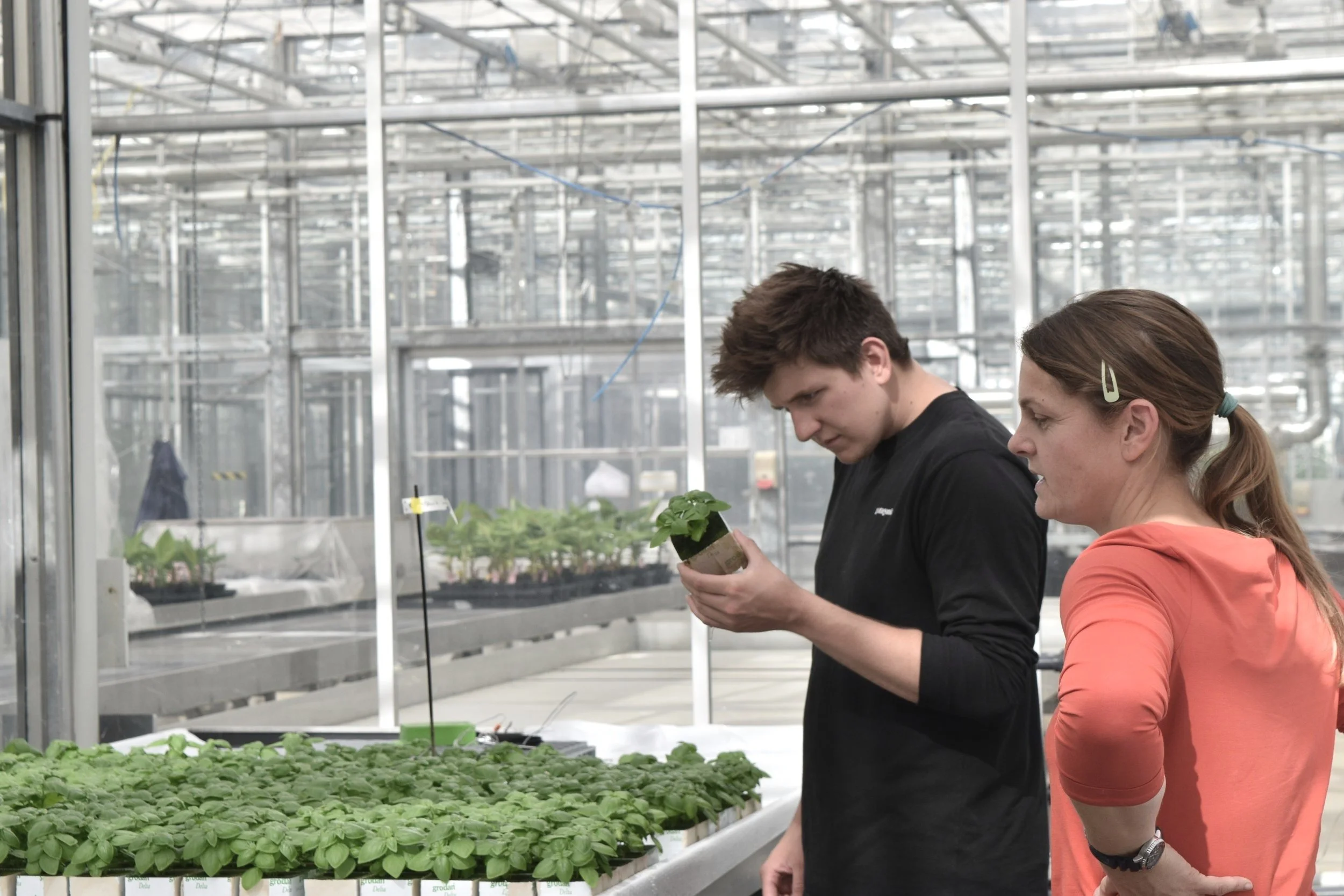 Wageningen University and Research, and LettUs Grow partner in research trials to demystify aeroponic production