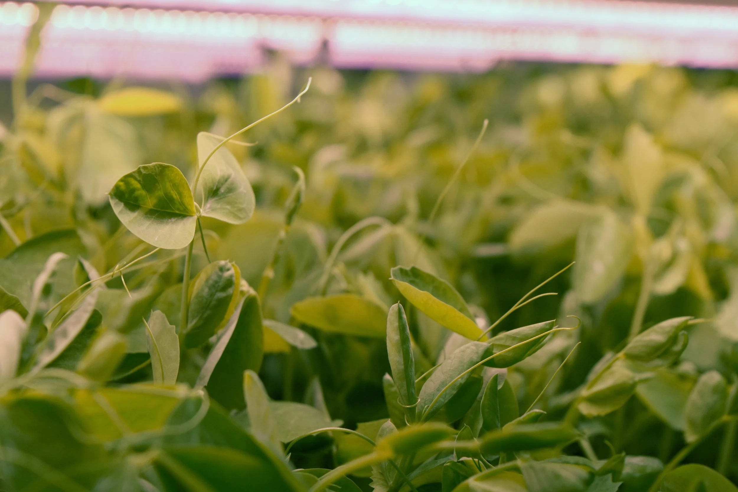 UK researchers boost B12 in pea shoots using aeroponics
