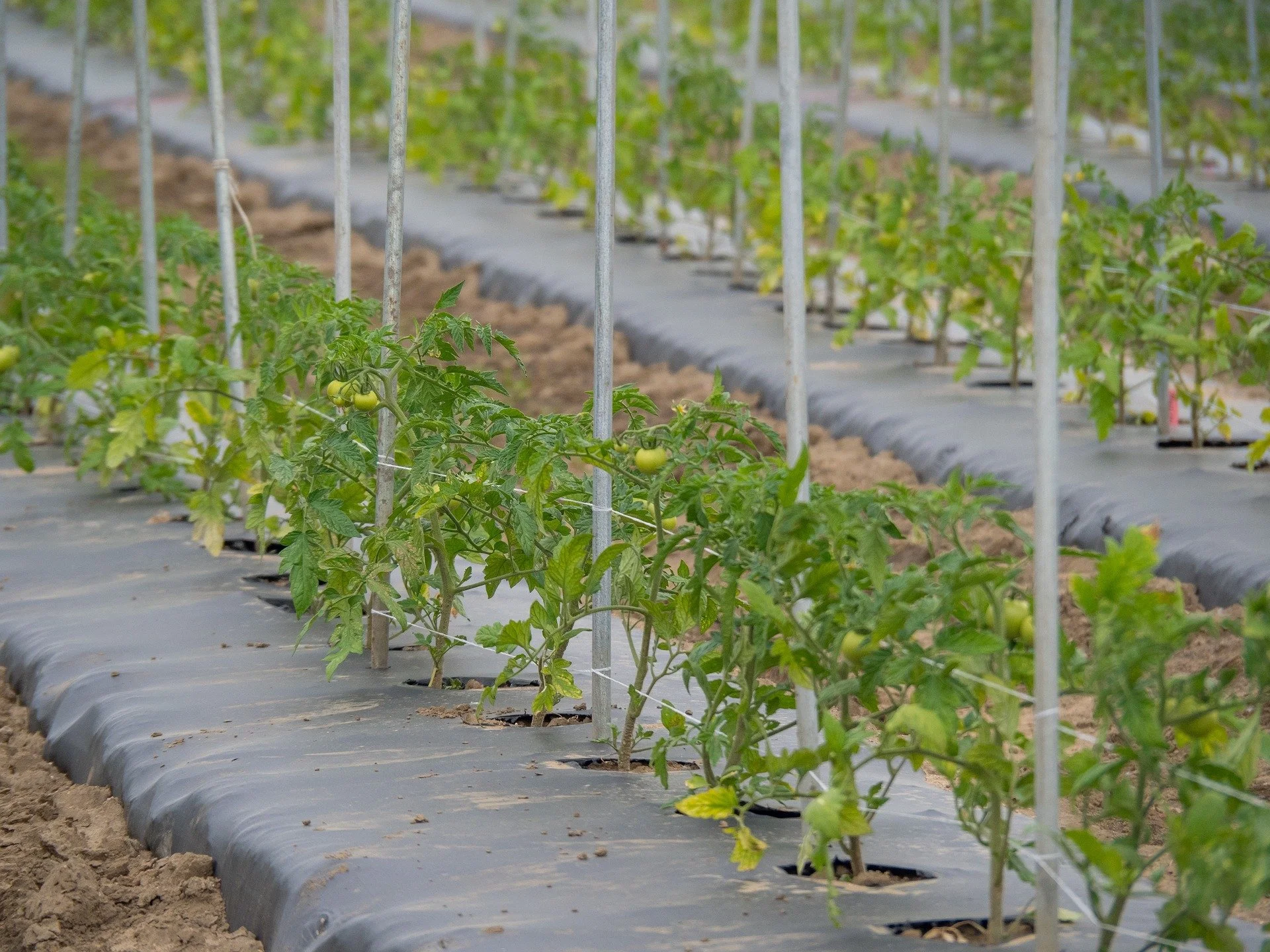 Tomatoes growing