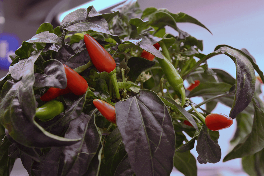 LettUs Grow trial growing chilli plants with aeroponics