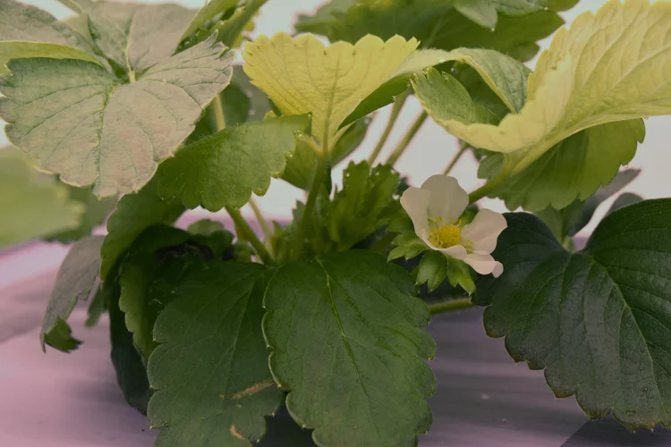 Propagation of strawberries with aeroponics
