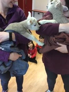 Meeting lambs 