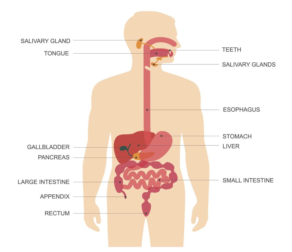 Burps, Bottoms &amp; Bile