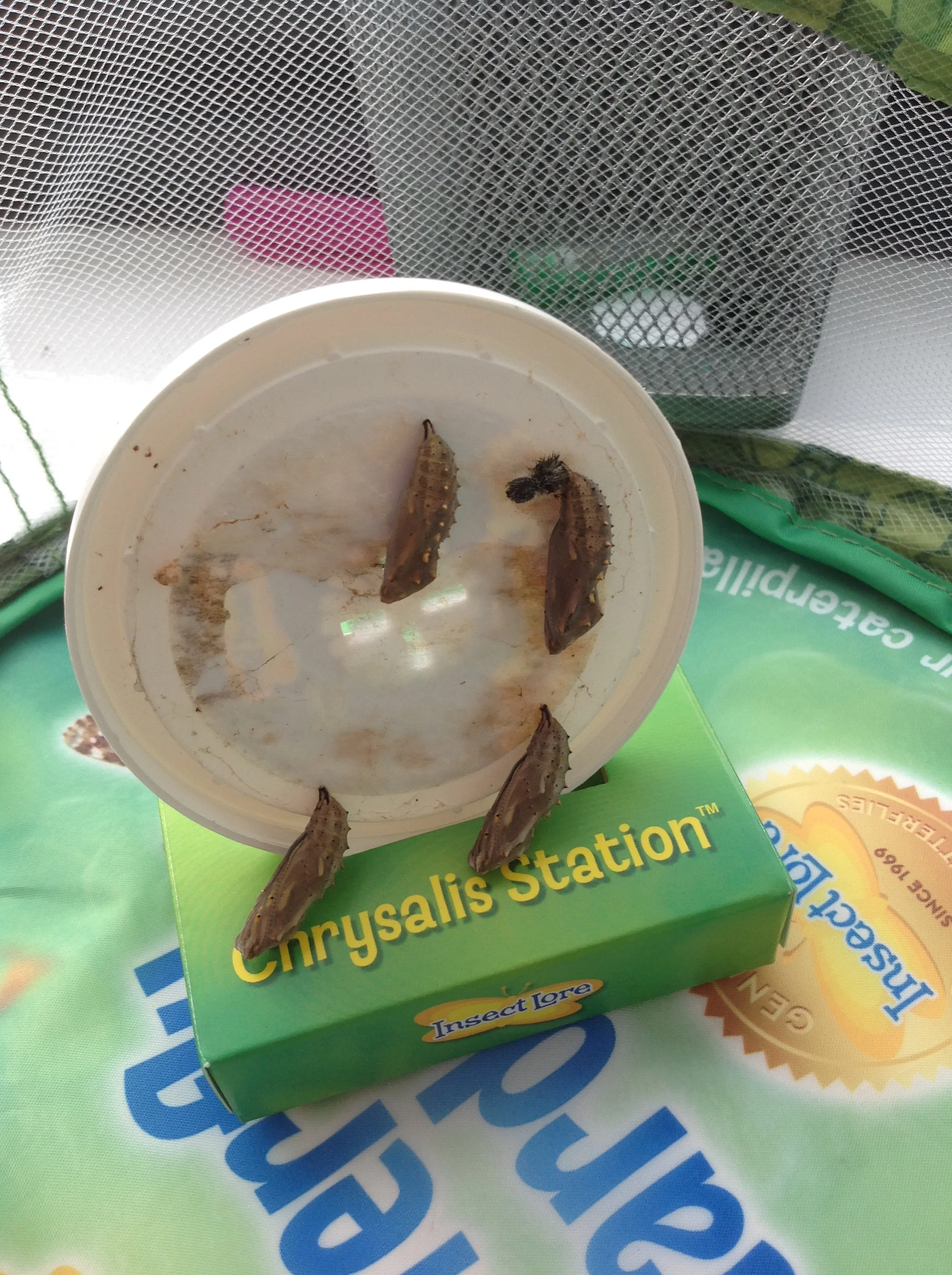 Year 5's  Scientific Special Delivery...