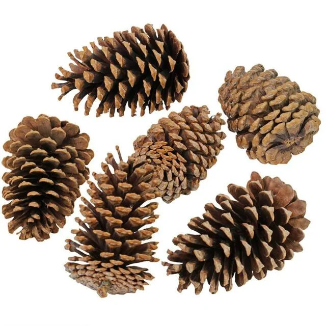 Pine cones!