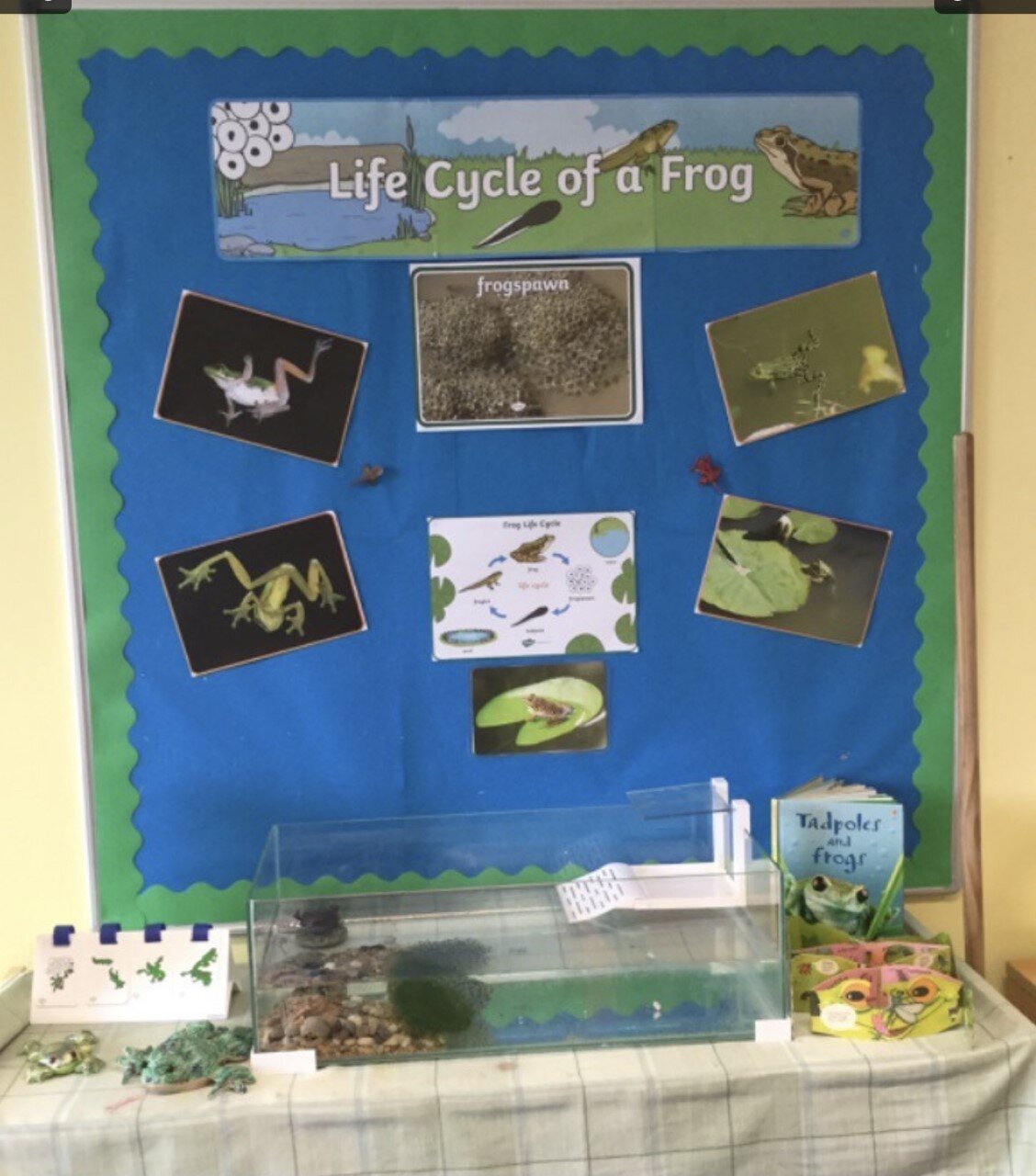 Life Cycle of a Frog — Wyken Croft Primary School