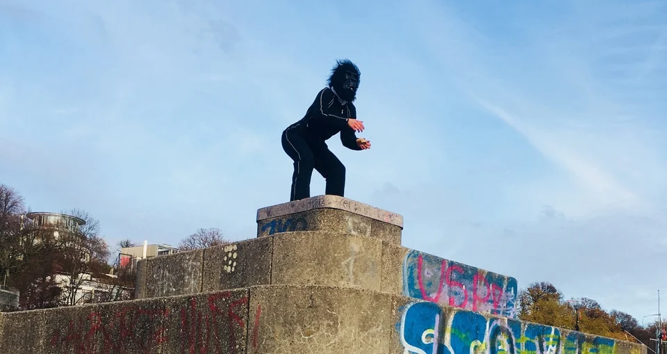 Tauben, die Möwen sind