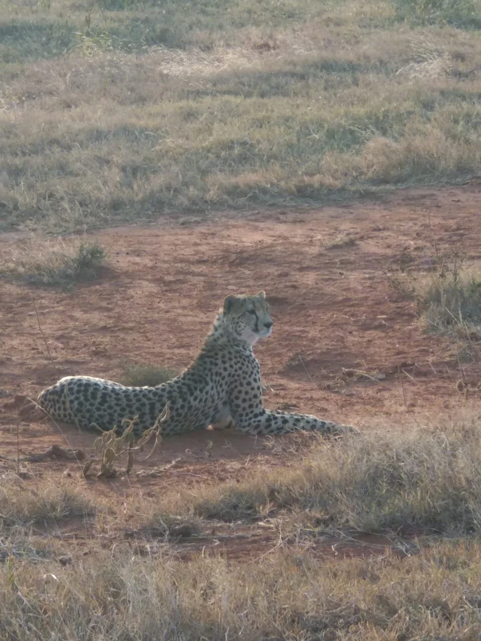 Cheetah spotting on safari