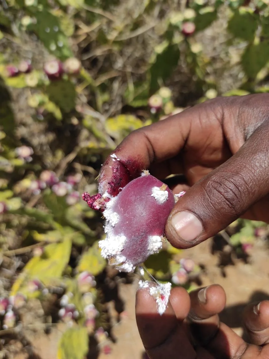 Job creation in Makurian means putting a stop to invasive plants