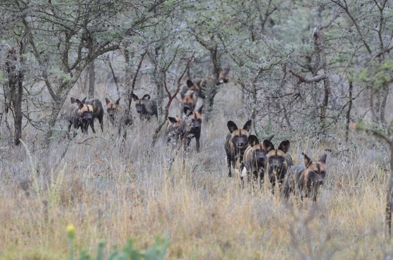 Guests watch wild dog collaring - incredible conservation-in-action experience
