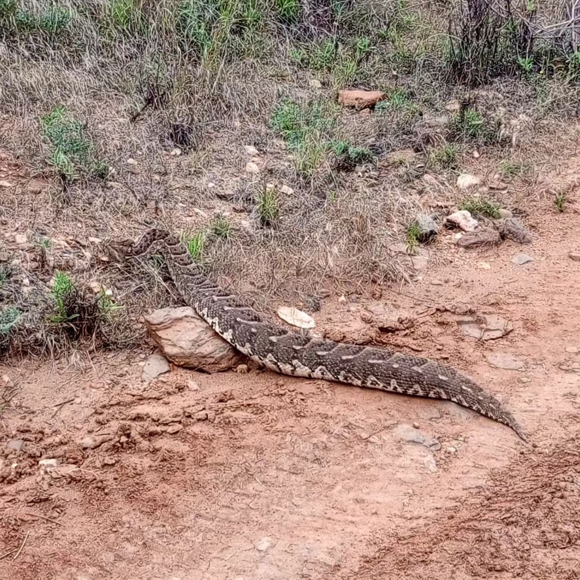 You don't even need to go out on safari to see amazing wildlife - camp manager Jimmy spotted this lovely (and large!) puff adder after doing a supply run from the Lolldaiga gate 🐍!

Lolldaiga is known for having some of the region's biggest puff add