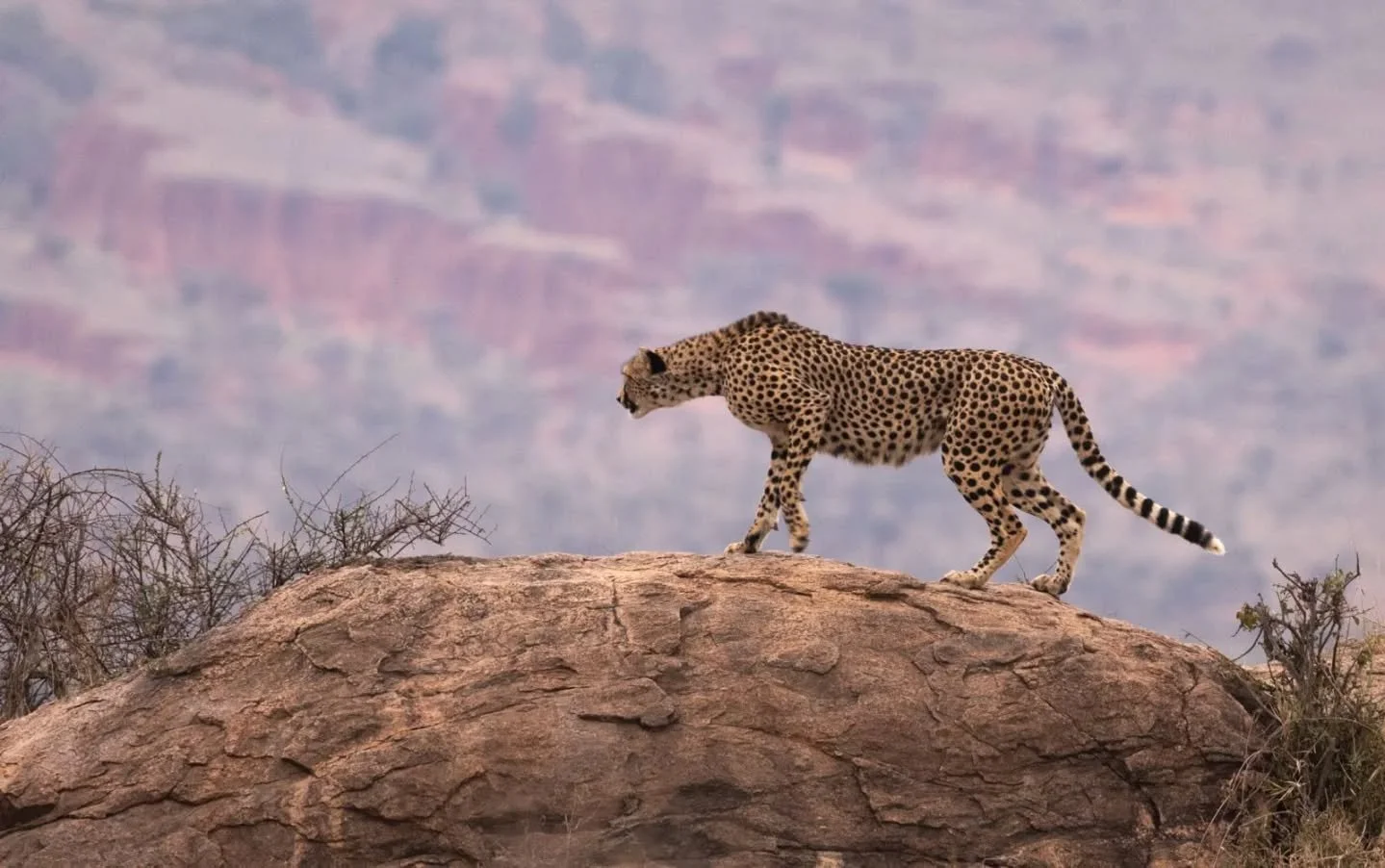 While car engines purr in the south of Lolldaiga Hills, it's these cheetah cubs that purr in the north 😍🐆. 

These stunning photos were captured by recent guests Niels &amp; Emma and the colours of the pink rocks and the golden sunset are just magi