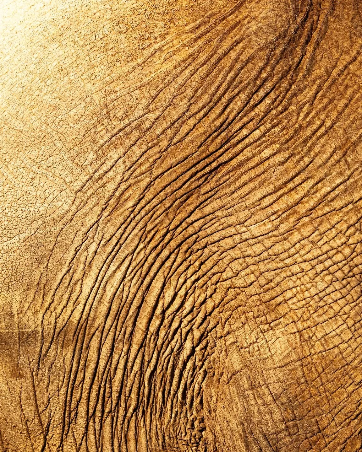 Lolldaiga is elephant heaven right now, with lots of happy herds bathing in the plentiful watering holes. 

Did you know an elephant&rsquo;s skin is up to 2.5 cm thick, but it&rsquo;s also incredibly sensitive? Despite its rough, wrinkled appearance,