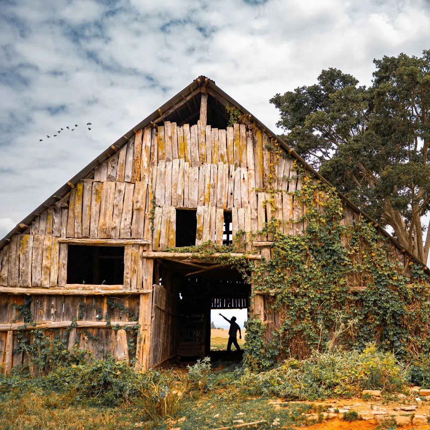Lolldaiga's barns are a relic of a bygone era - from a time when this landscape shunned wildlife and focused purely on large-scale agriculture, namely sheep and pig farming (the area where the barns are is called Ngurue meaning Pig 🐖) .

Now, they p