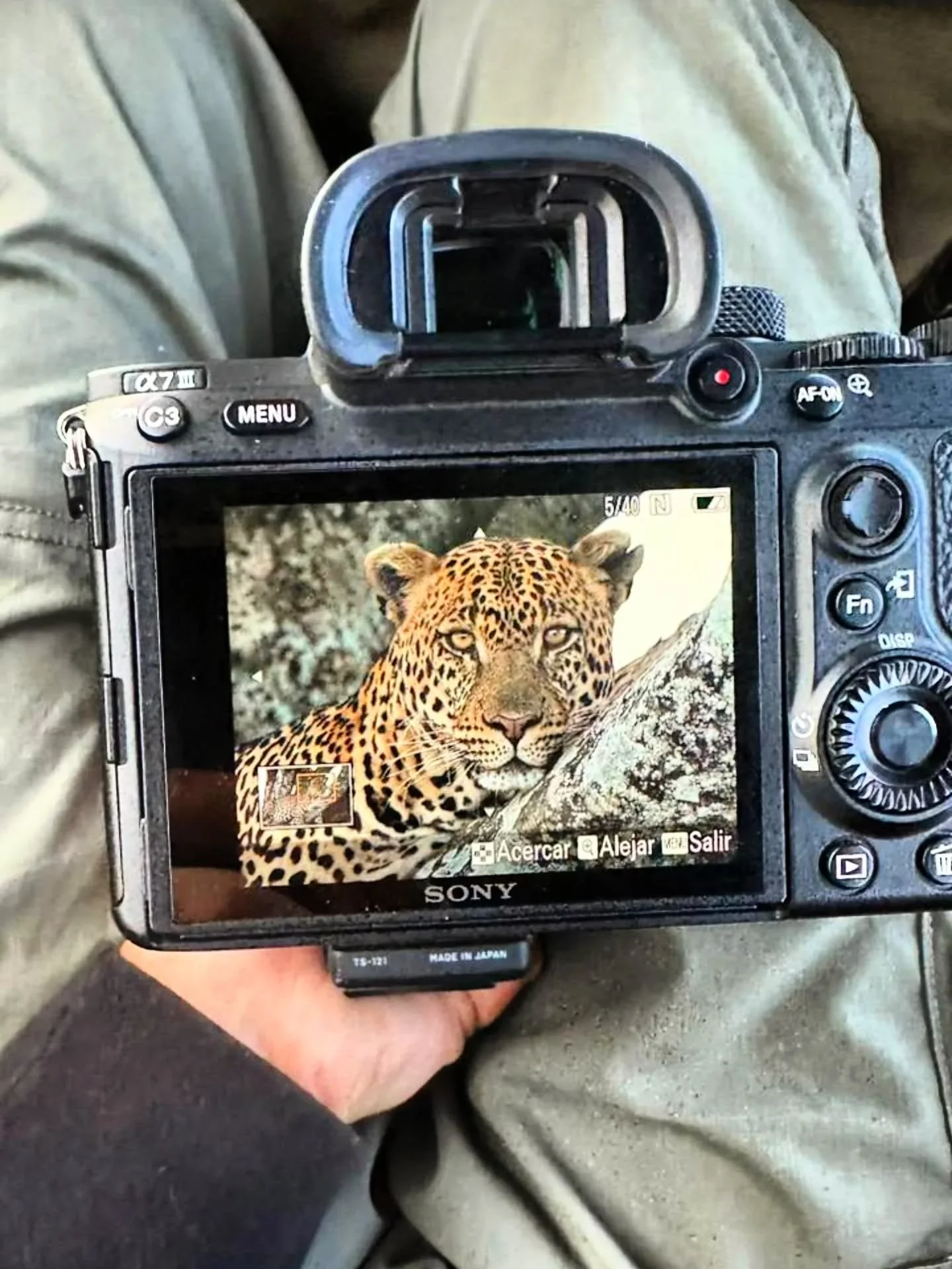 It's a good game drive when you can't even wait to get back to the tent to show off your photos 😍🐆📸! 

This stunning leopard sighting yesterday was teasing our guests, a family from the UK 🇬🇧 and a guest from Mexico 🇲🇽, by walking up and down 