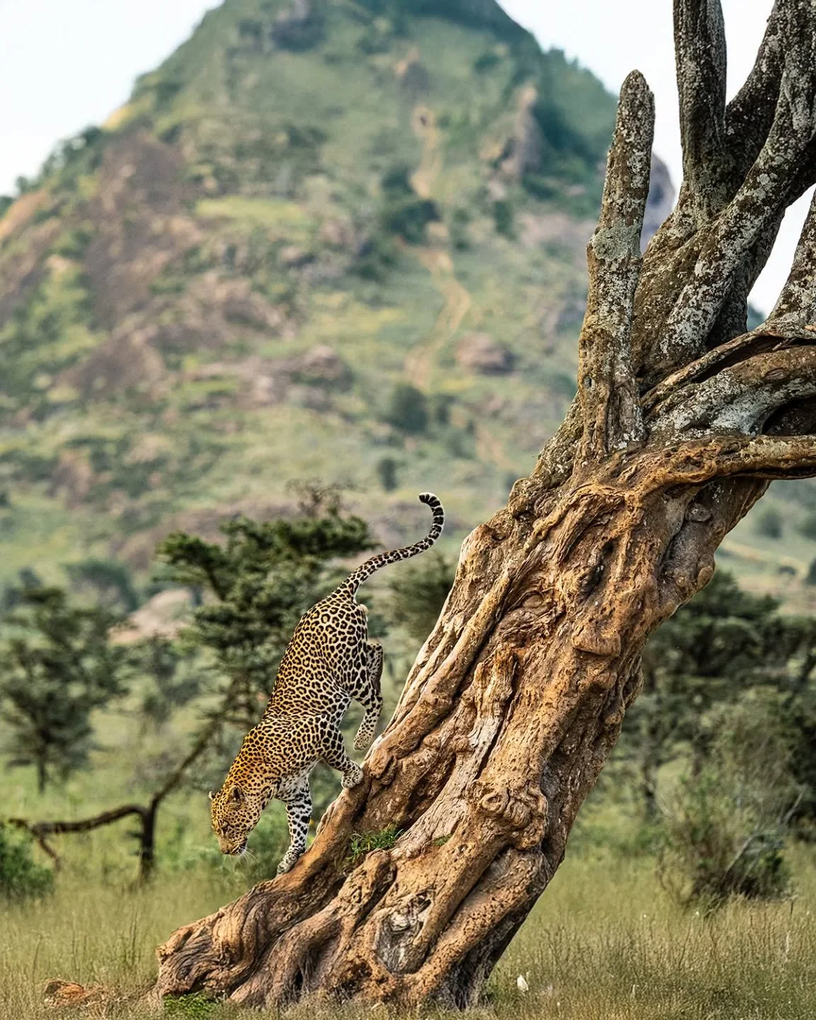 You saw the photo coming in 'live' from the game drive, but now you get to see the finished product! 

What a spectacular photo, taken by our artist in residence, Joaquin, of this male leopard. It encapsulates everything about Lolldaiga that we love 