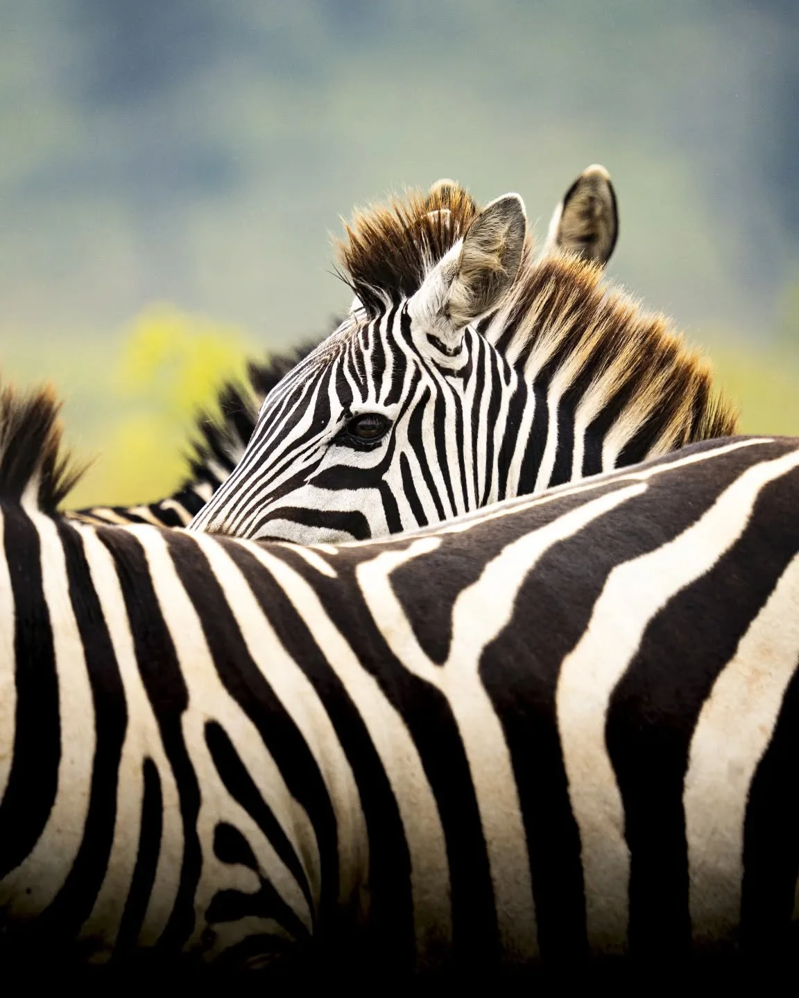 Peekaboo, we see you! 👀🦓 This zebra caught our eye on a recent safari and it's the colours all around him that make his stripes extra beautiful! 

Lolldaiga Hills has two types of zebras; common (like this guy) and Grevy. While the common and, well