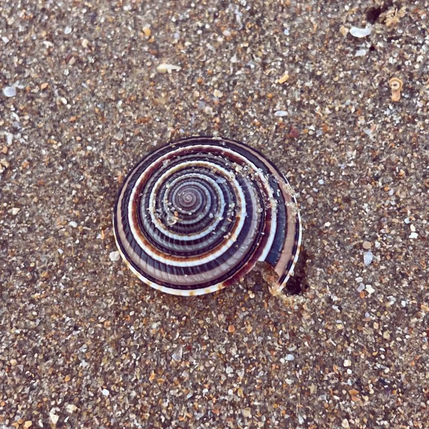 It's only when you find a beautiful, perfect shell that you suddenly look down and realise that Kizingoni beach is full of them 🐚.... 

But that's not all that normal any more; decades of tourists taking shells of the beaches mean that in many sandy