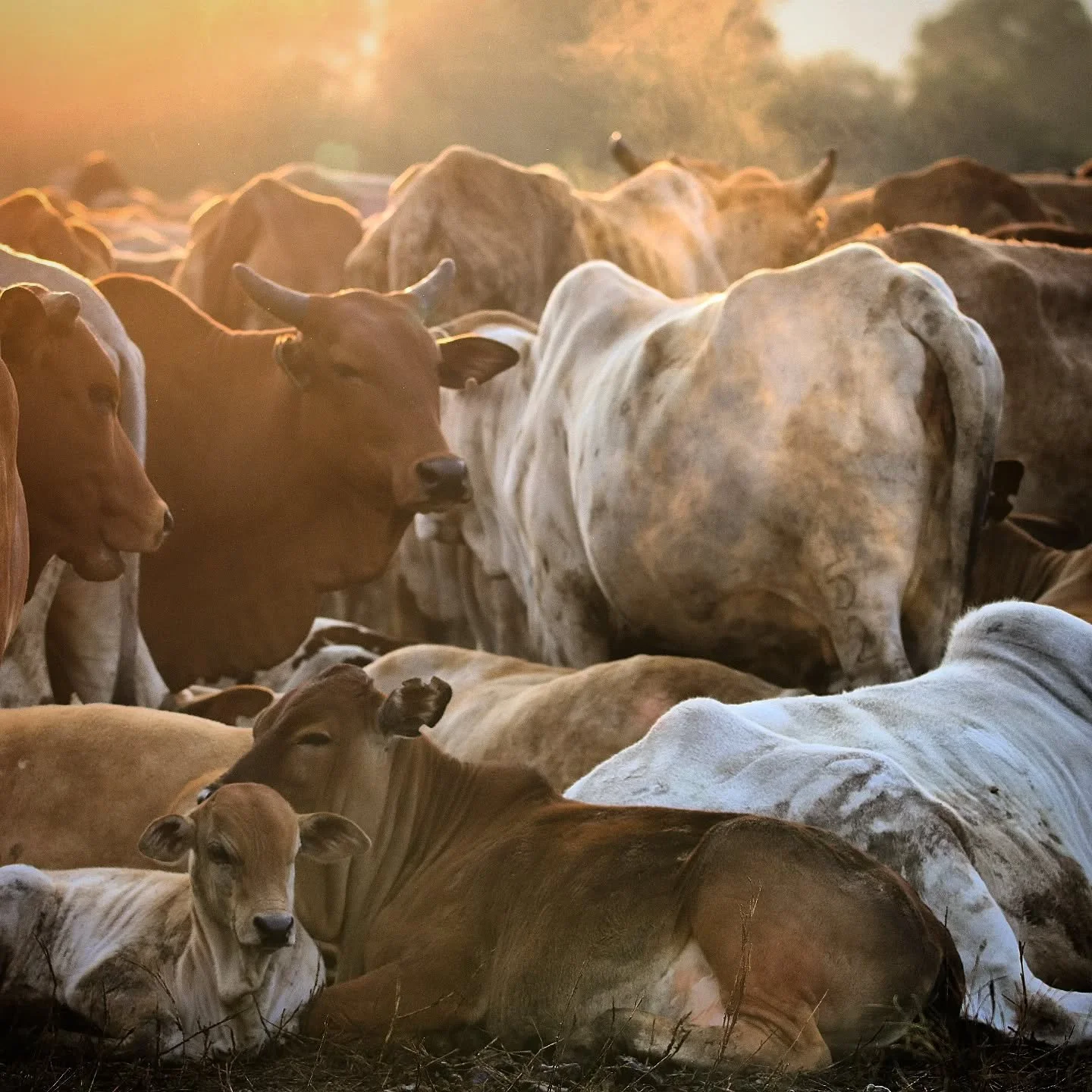 Many guests visiting Kenya for the first time are surprised to see cows 🐄 and wildlife 🦒 living in tandem. 

Many of Laikipia's landscapes were ranches before they were designated conservation areas, and cattle remain an important part of their sto