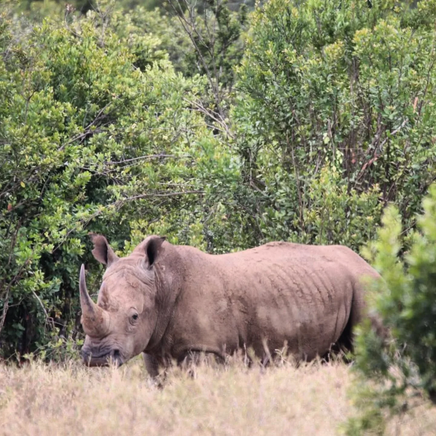 When our guests came back from a game drive recently and said they had seen the Big Five, we thought they were joking - until they showed us this photo 📸🦏! 

Lolldaiga Hills is traditionally a landscape where rhinos roamed, until their disappearenc